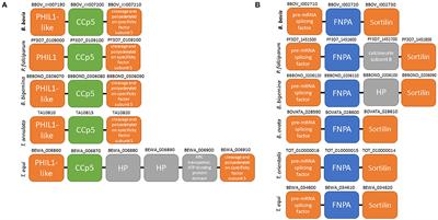 Identification of CCp5 and FNPA as Novel Non-canonical Members of the CCp Protein Family in Babesia bovis